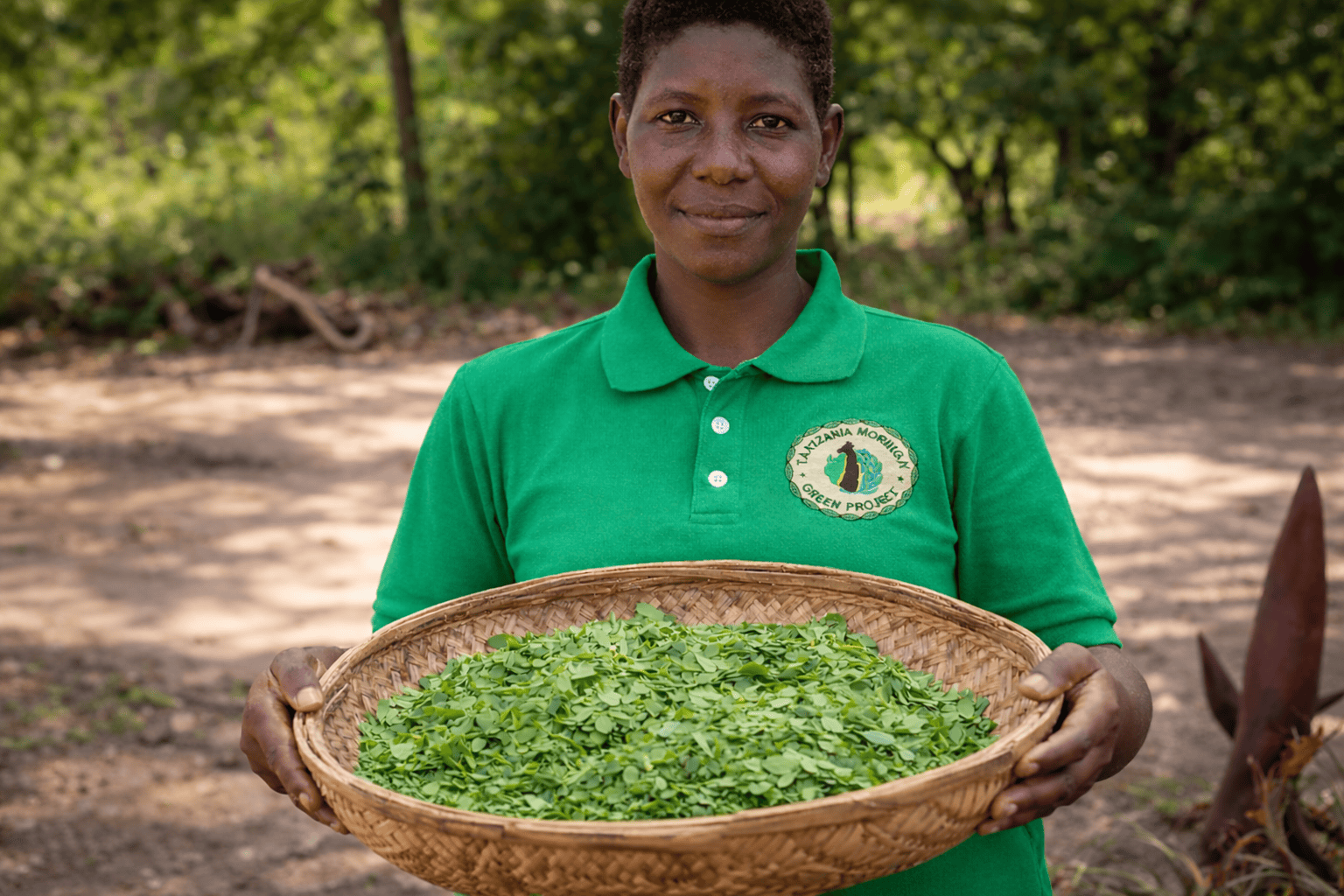 Oogst van Moringa-bladeren