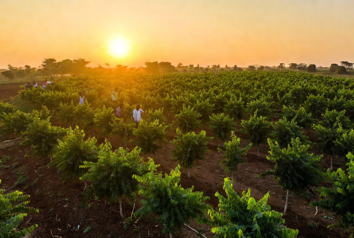 Moringa-bomen op de plantage in Kiwangwa