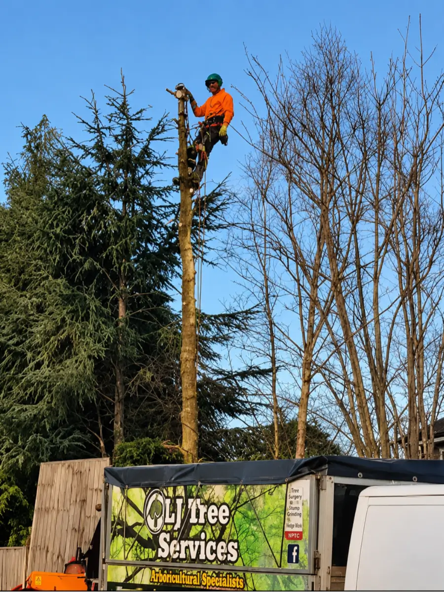 LJ Tree Services tree surgeon working at height