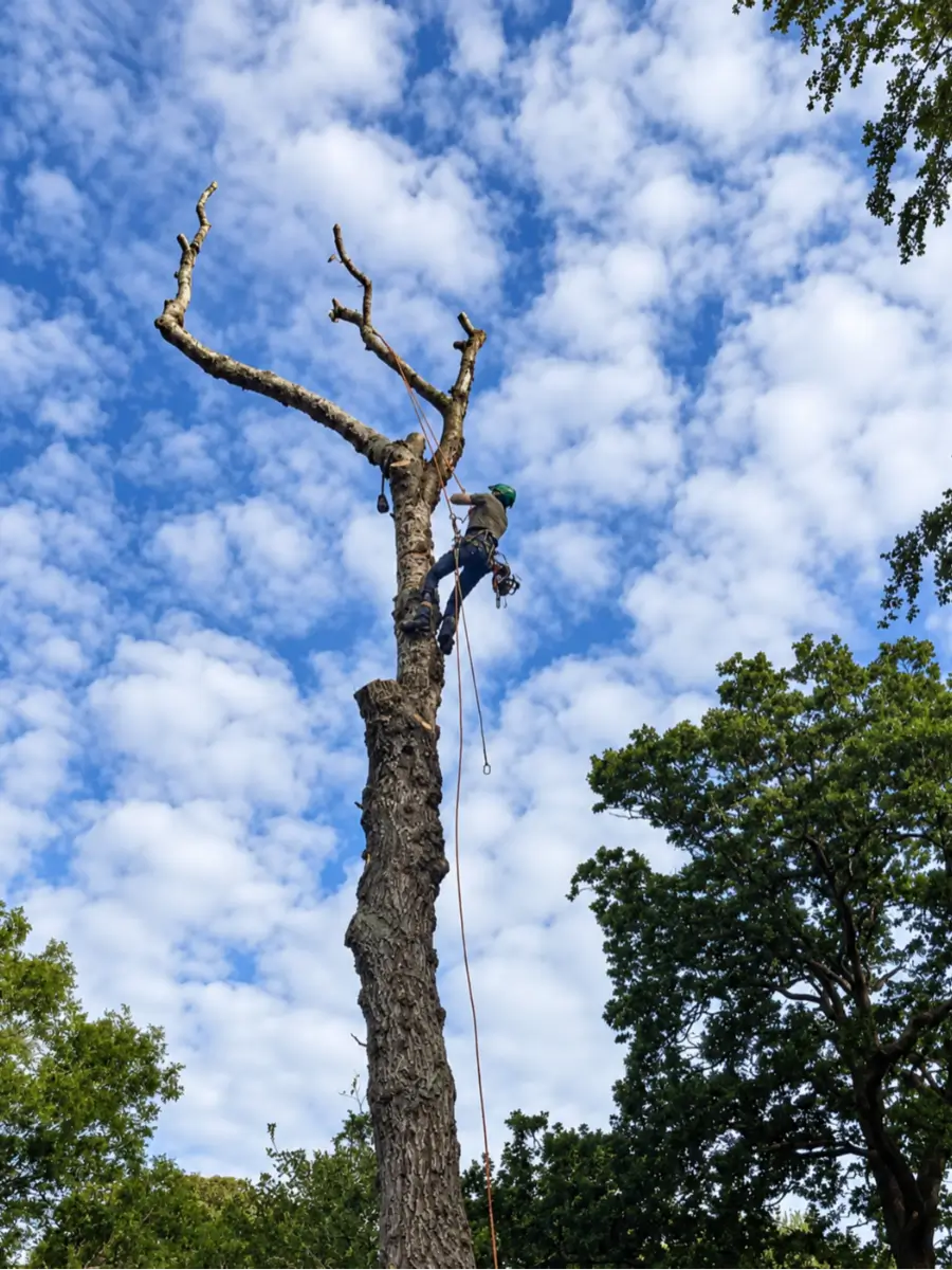 LJ Tree Services tree surgeon working at height