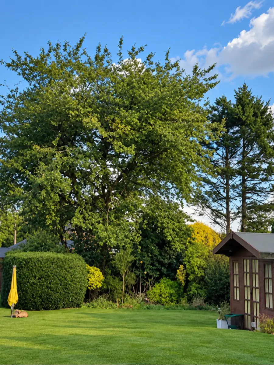 Crown reduction — the tree before the work