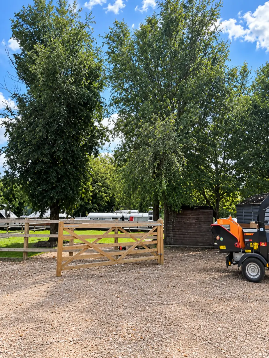 Crown reduction — the tree before the work