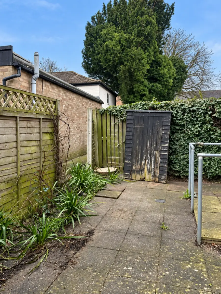 Tree removal — the tree before the work