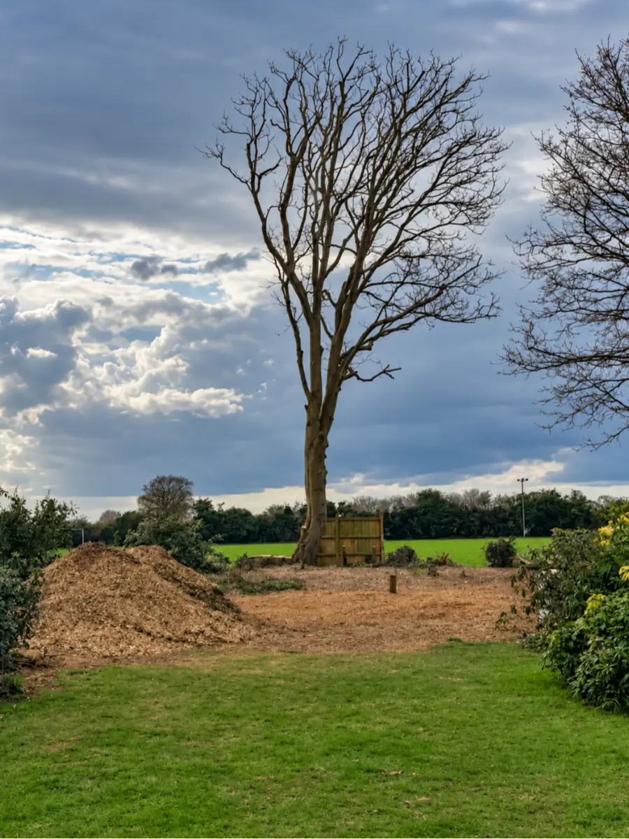 Tree removal — the tree before the work