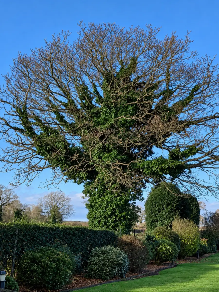 Crown reduction of a large garden tree