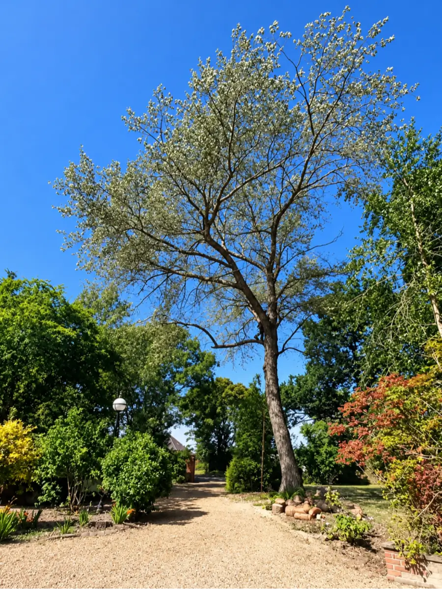 Crown thinning to let more light through the canopy
