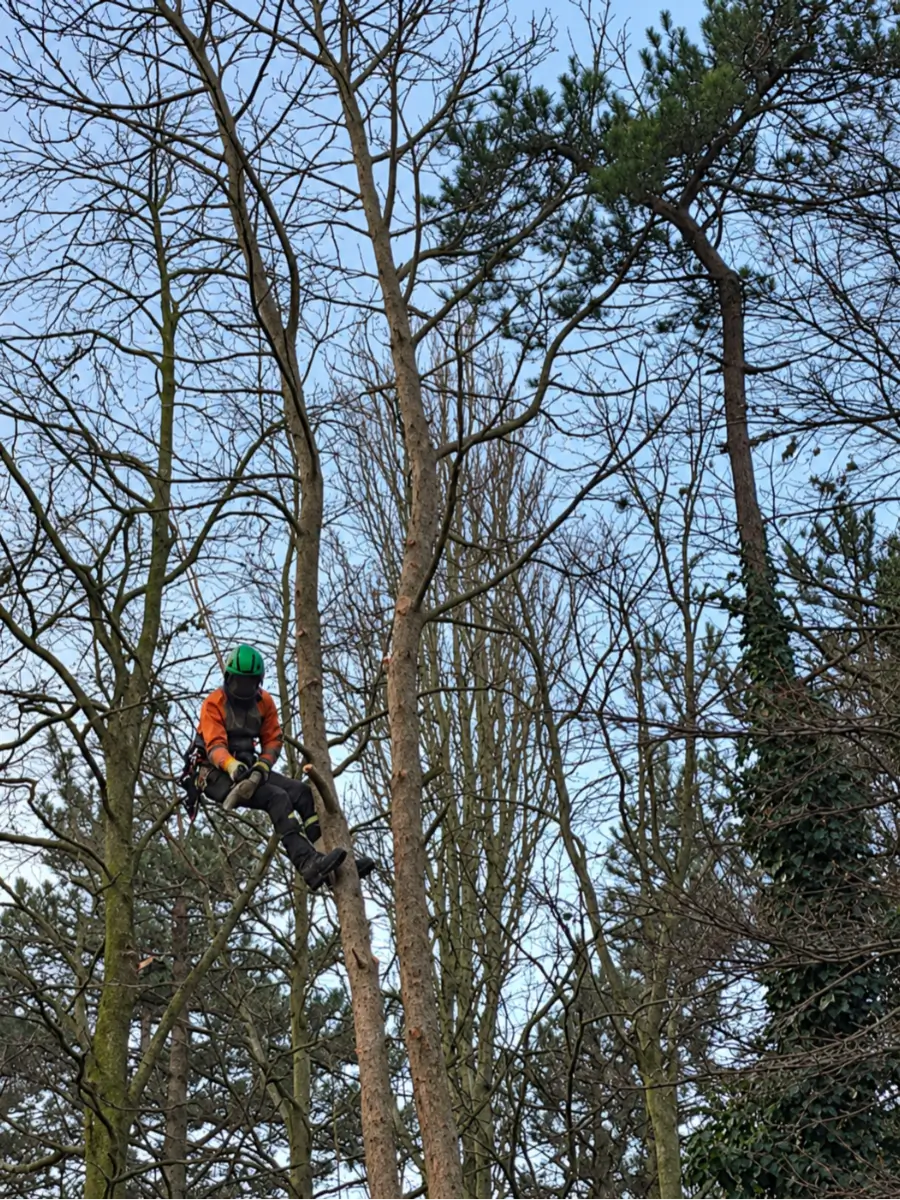 Dead wood being removed from a tree canopy