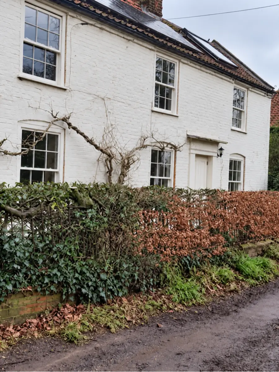 Hedge cut back to a neat, even finish