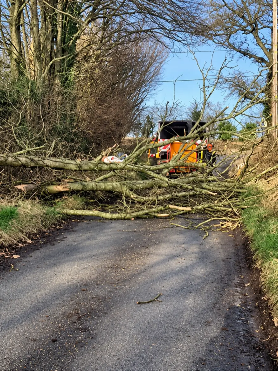 Storm-damaged tree being made safe by the tree surgery team