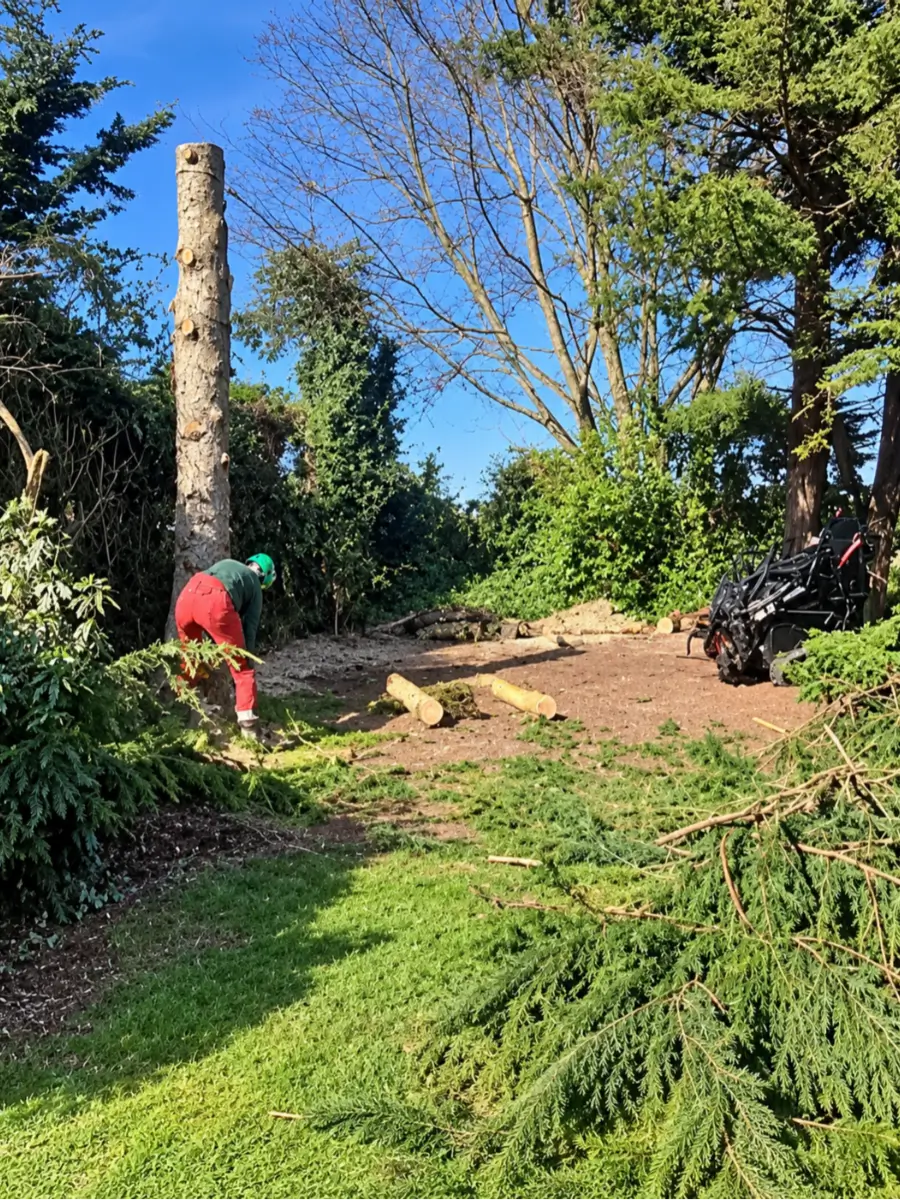 Tree surgery team felling and processing a large tree