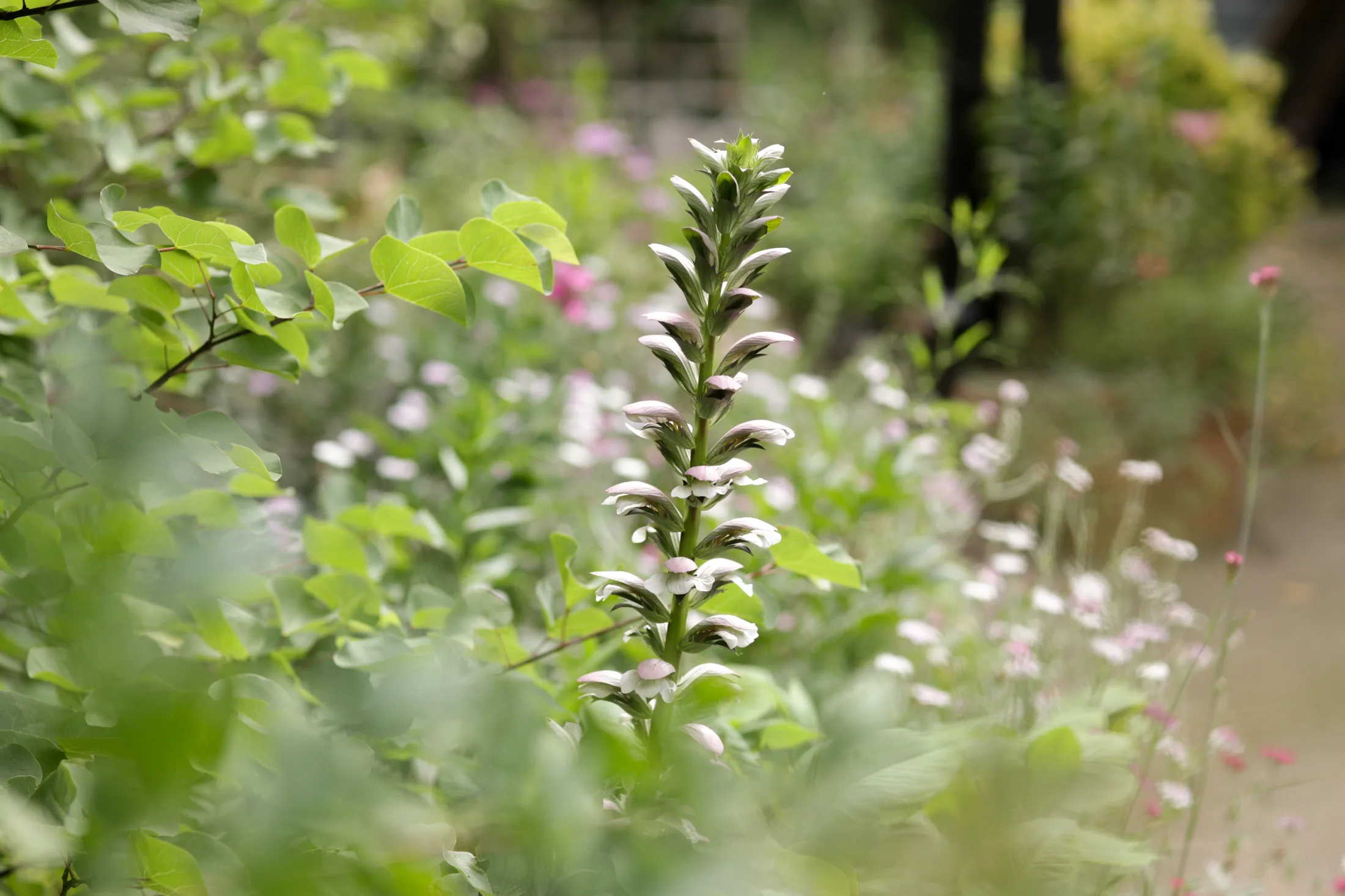 Architectural Acanthus mollis, bear's breeches, in a cottage garden border