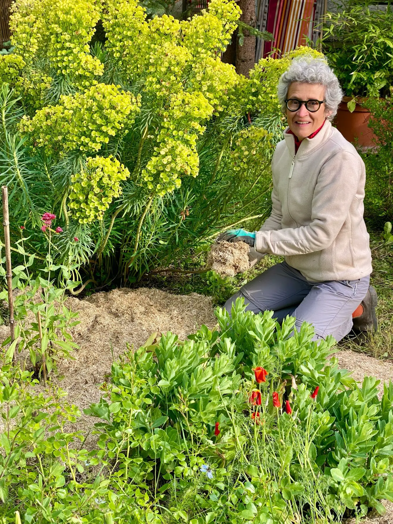 Alice kneeling to plant beside a large euphorbia in the border