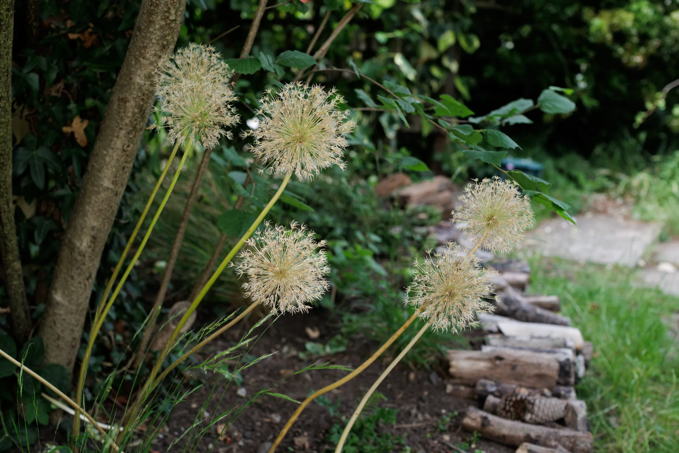 Allium seedheads standing beside a log pile at a woodland garden edge