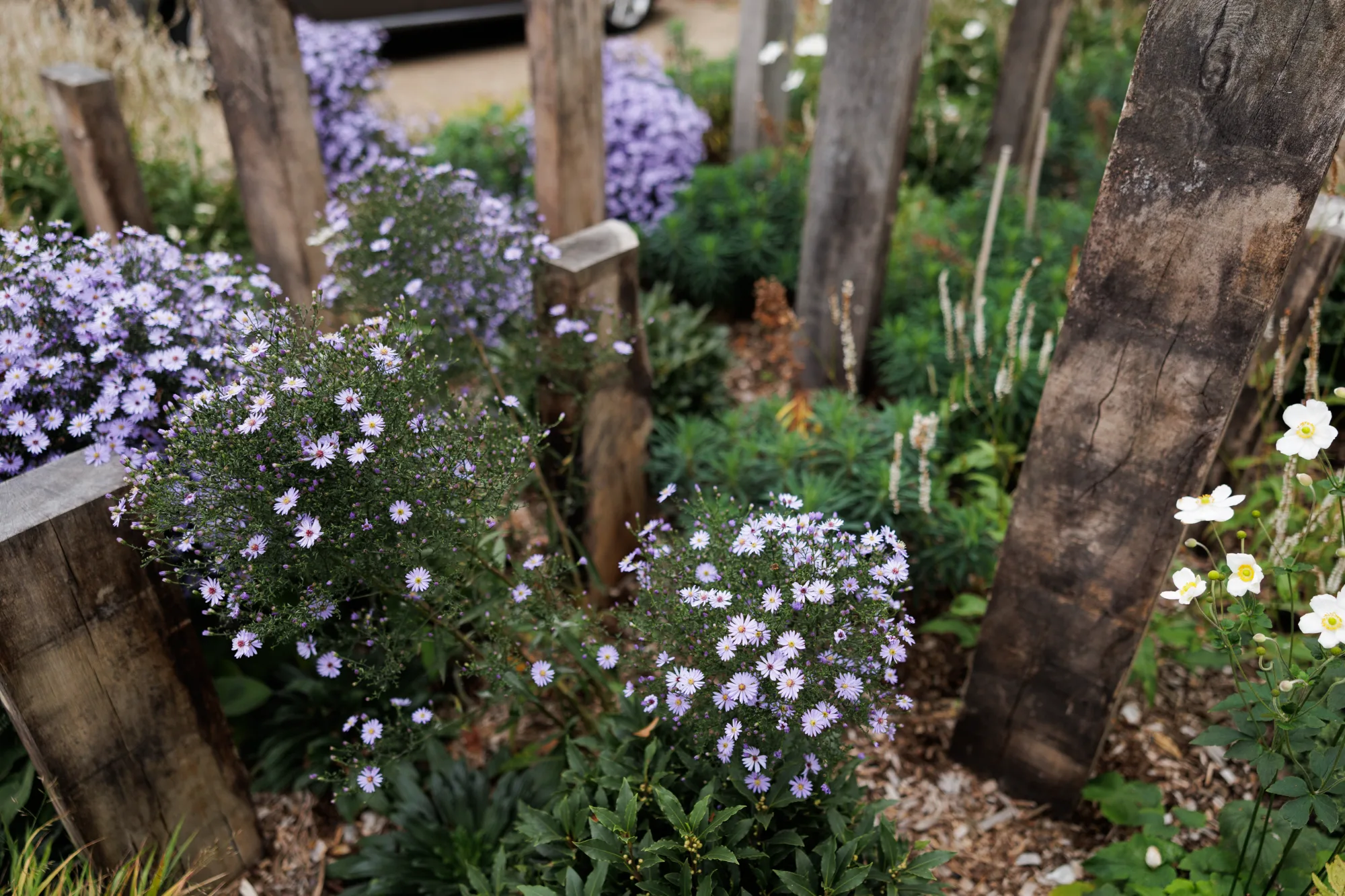 Aster frikartii in flower against reclaimed oak posts in autumn