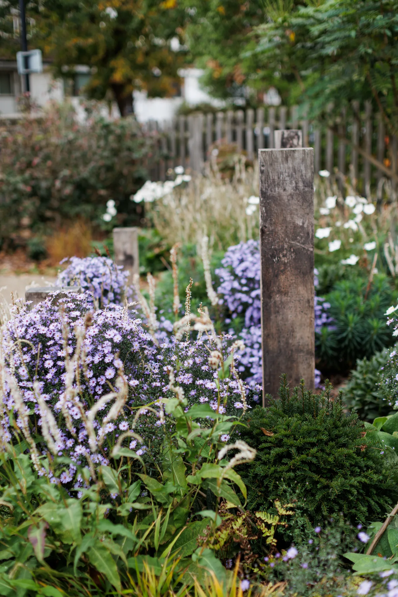 Asters and clipped yew around a weathered oak post in an autumn border