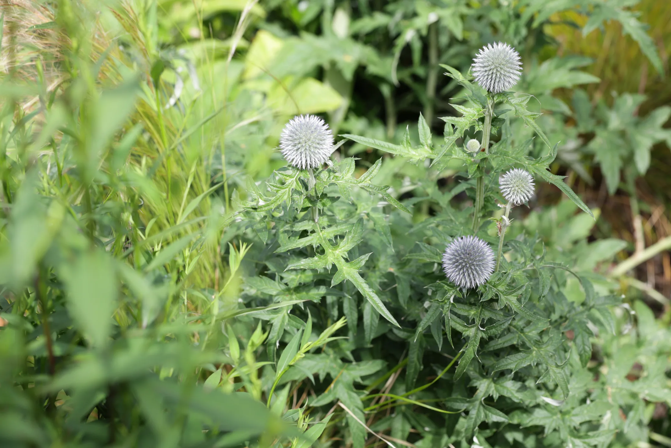 Silver globe thistle flowerheads of Echinops in a modern perennial border