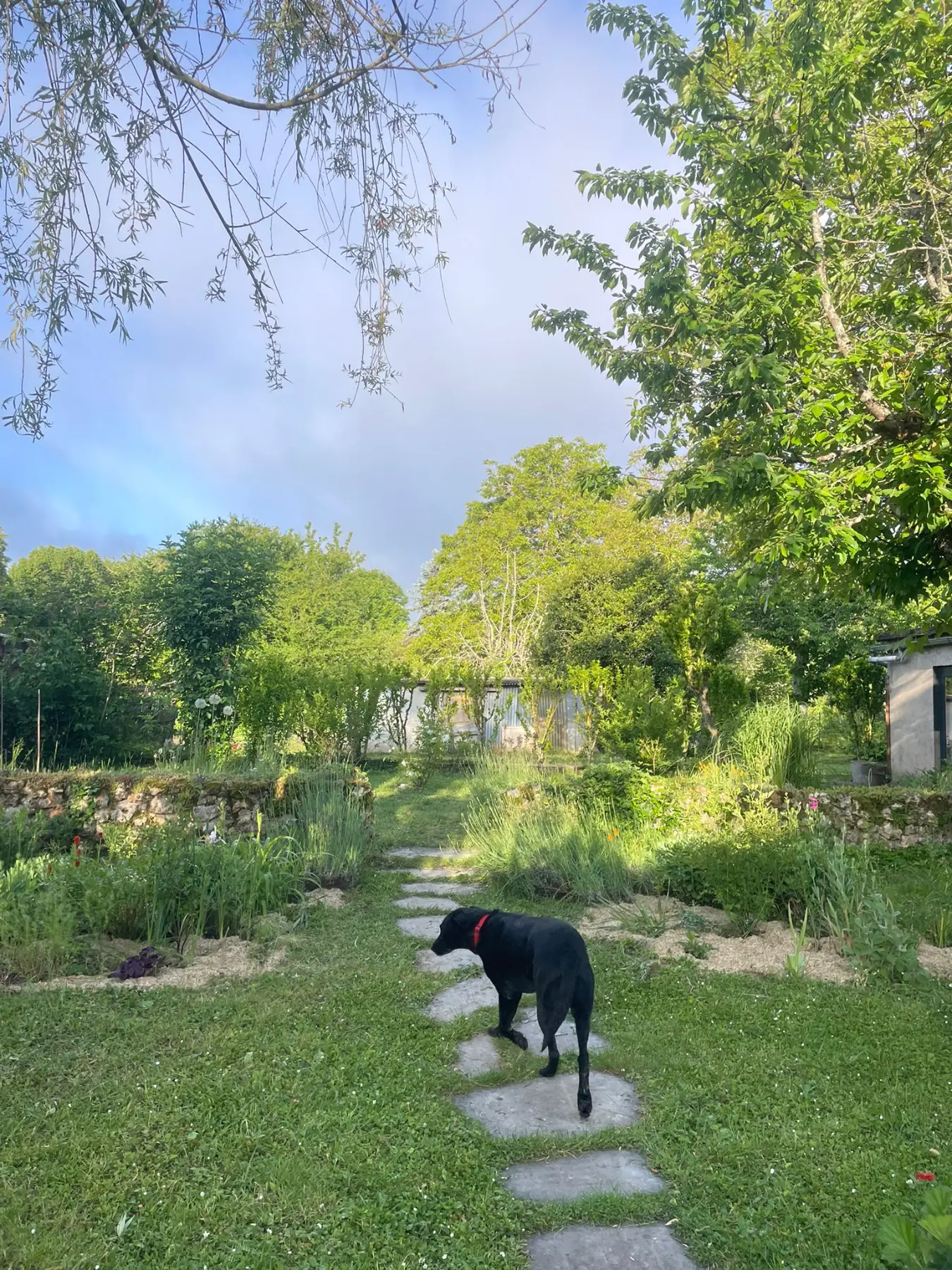 Black dog on a stone stepping-path through the garden at morning