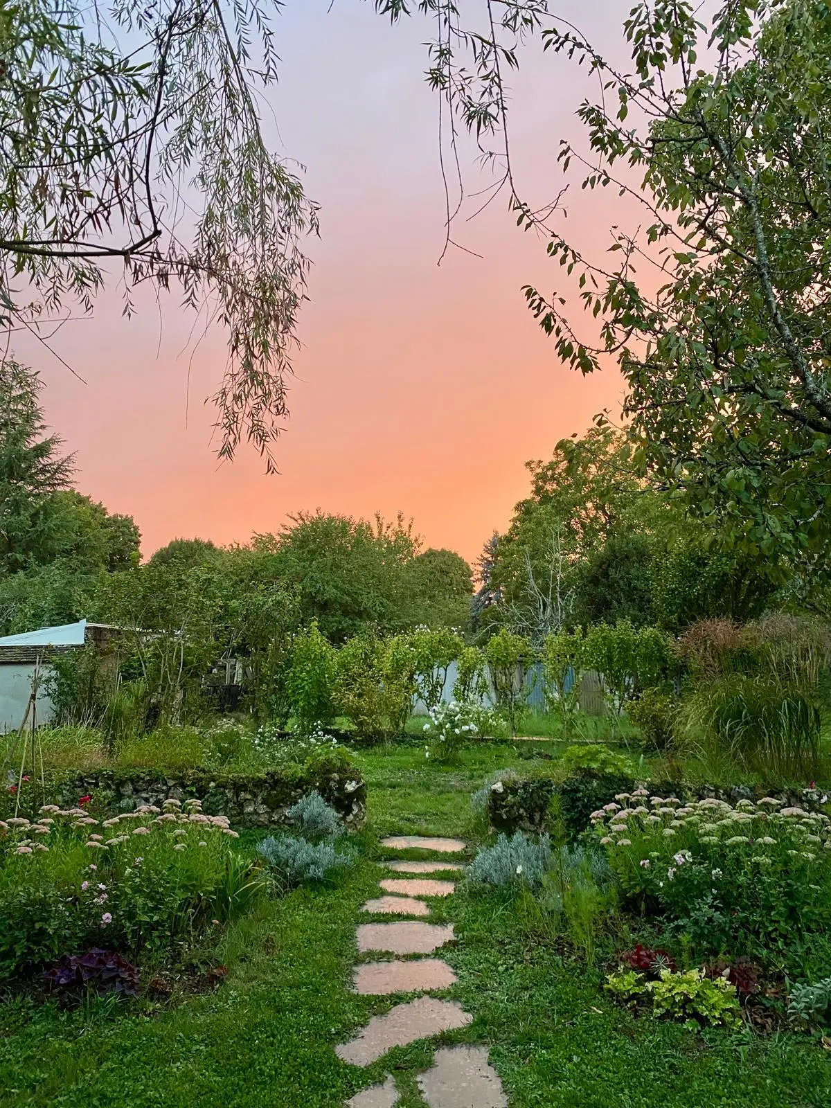 Sunset over the garden borders and stone path with a coral sky