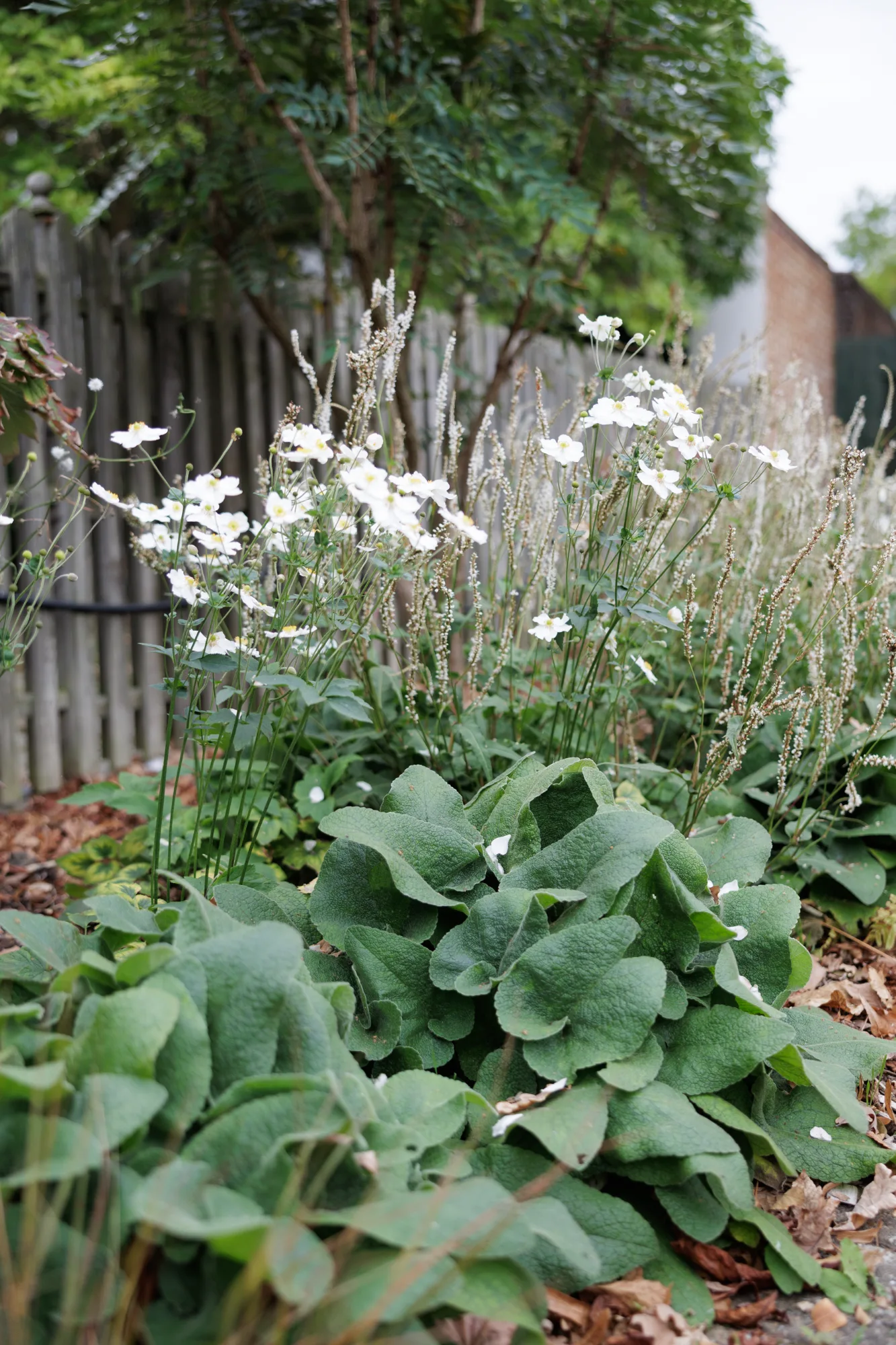 White Japanese anemone, stachys and persicaria layered in a shaded border