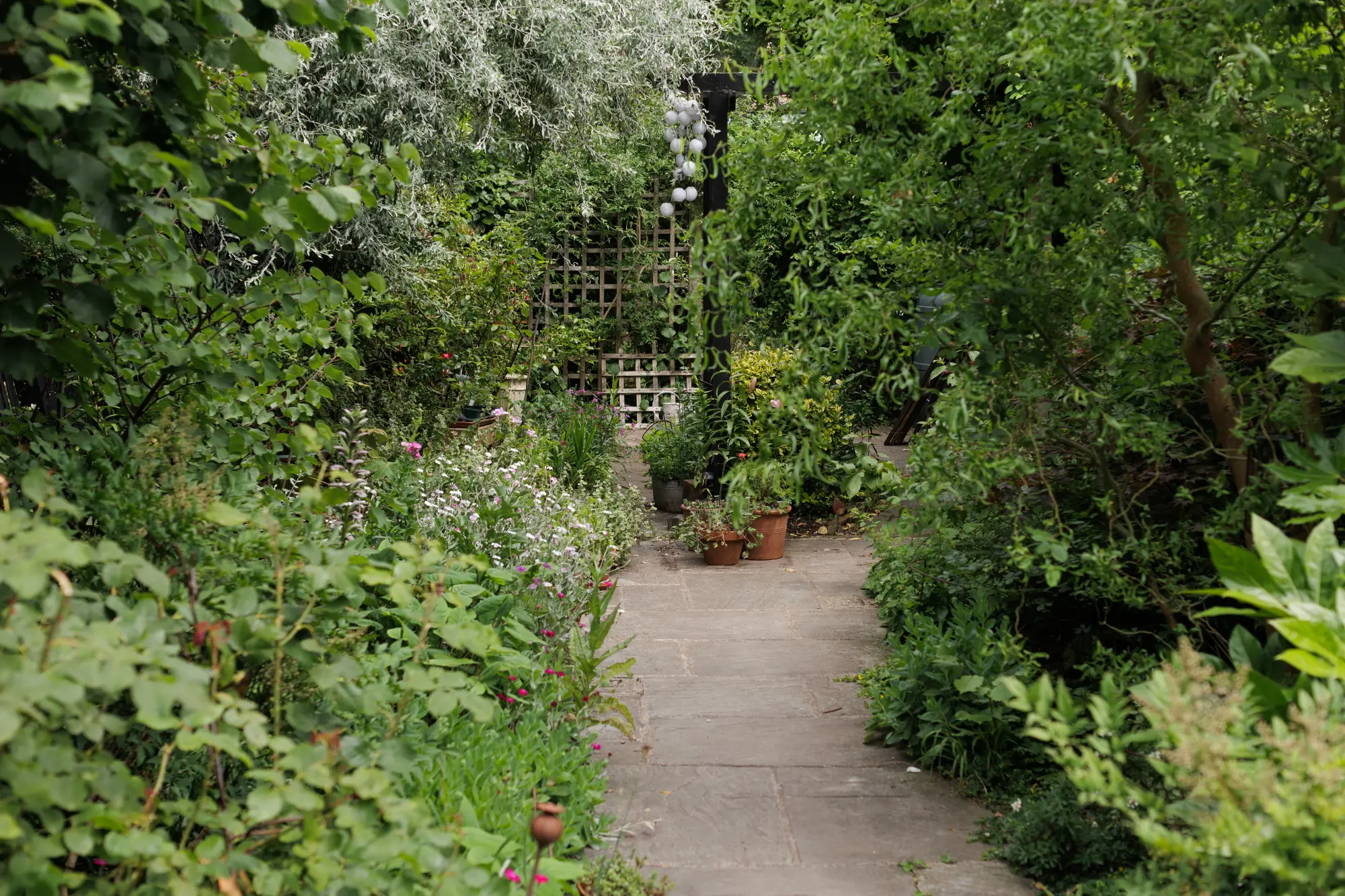 Lush London courtyard garden with a path lined by terracotta pots and layered planting