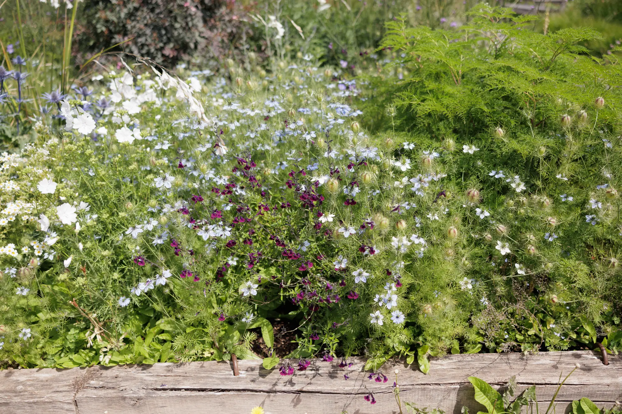Magenta rose campion, Lychnis coronaria, among silvered foliage