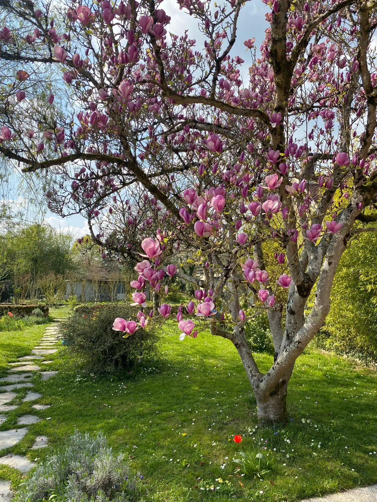 Magnolia tree in full pink blossom over a lawn in spring