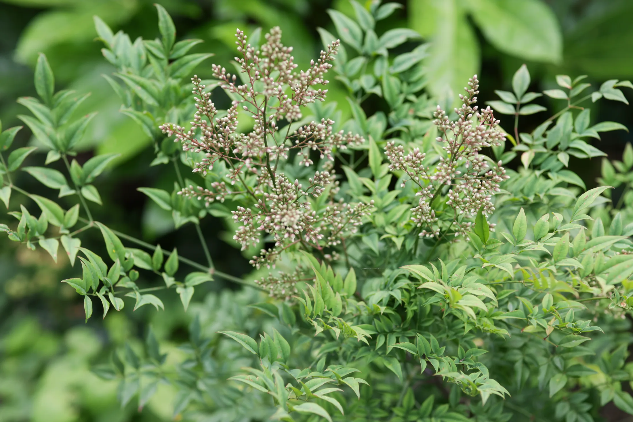 Nandina domestica, heavenly bamboo, in a planting design by Sinensis Gardens
