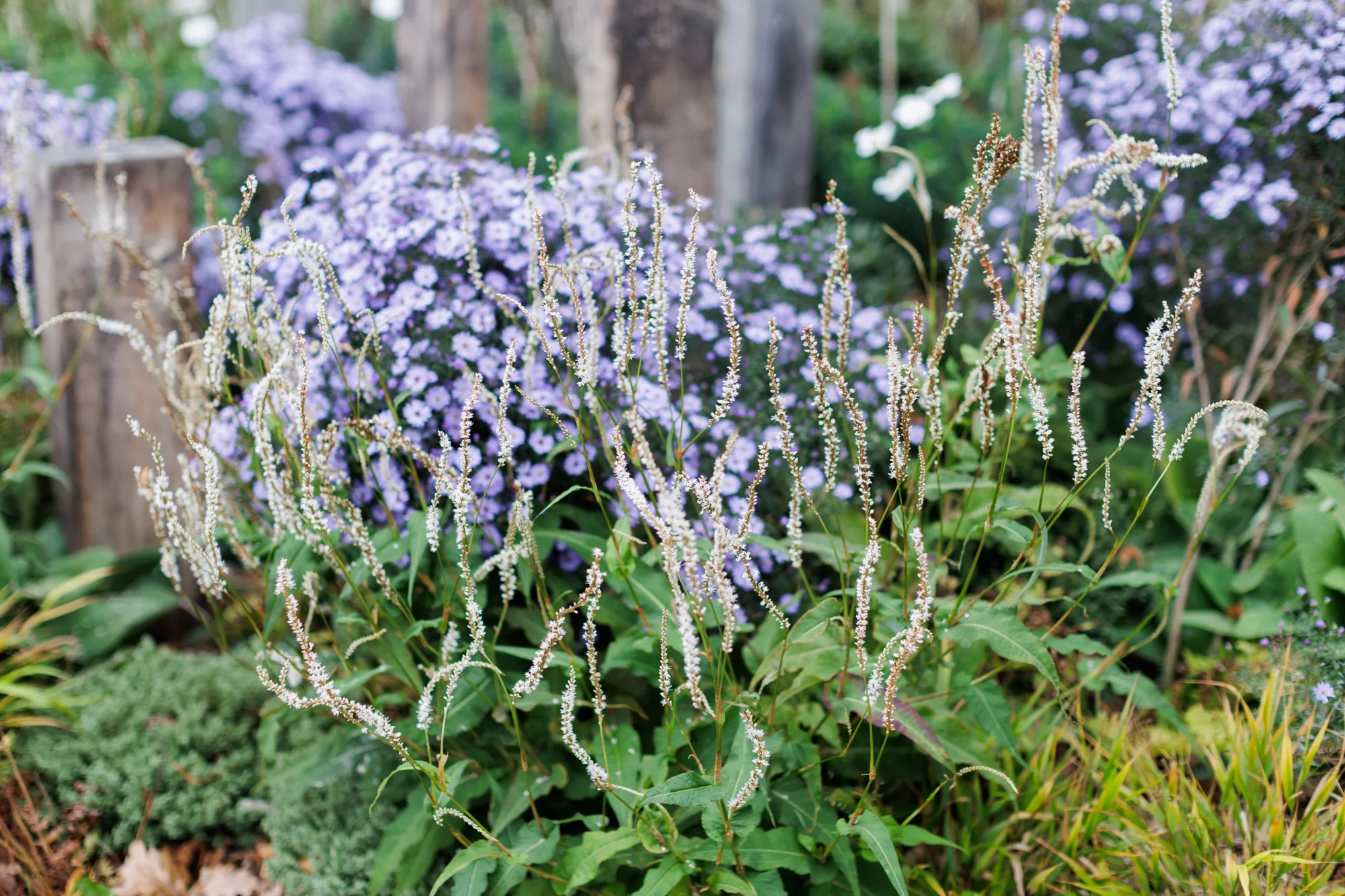 Persicaria amplexicaulis alba threaded through soft purple asters