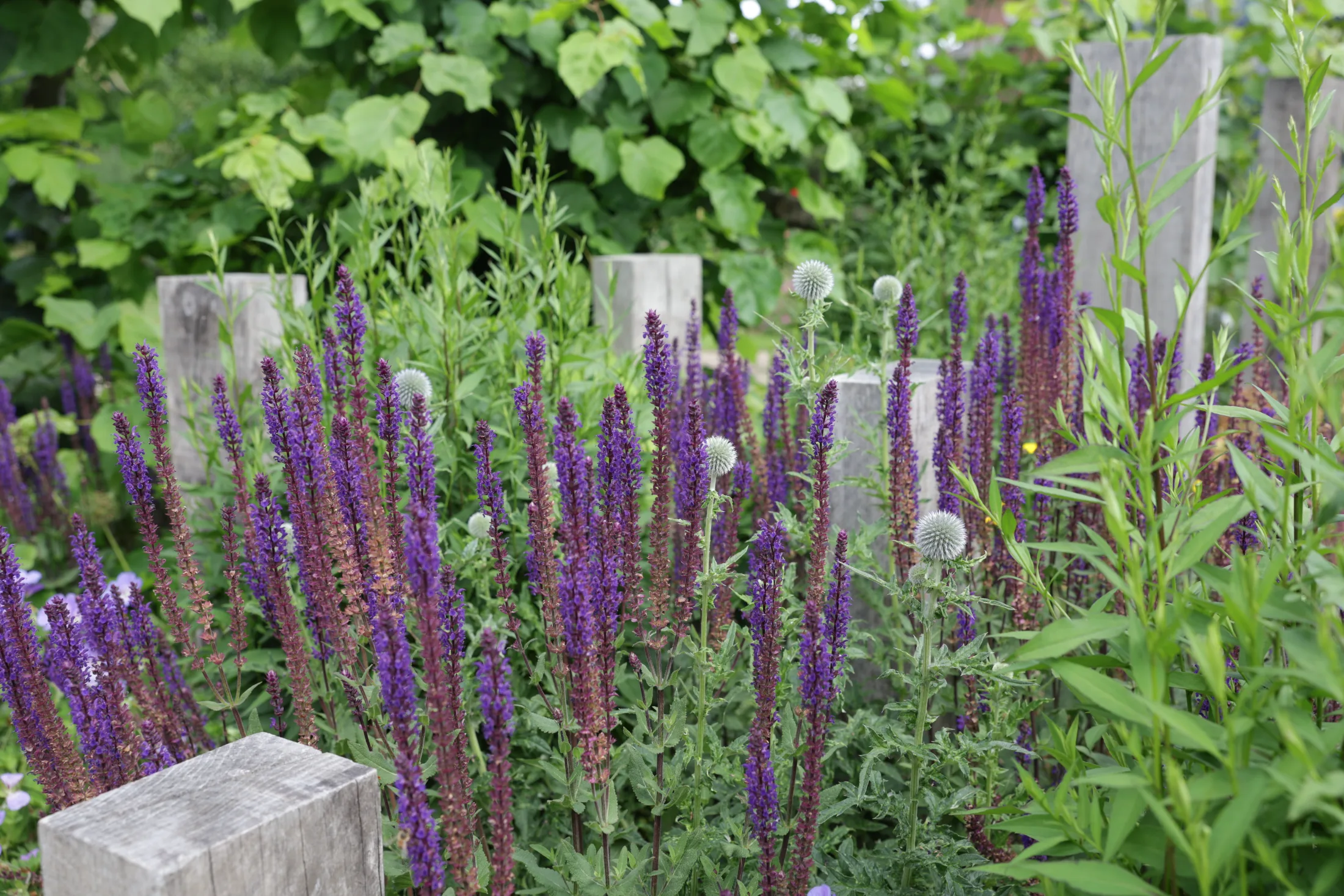Salvia and echinops in naturalistic planting among oak posts