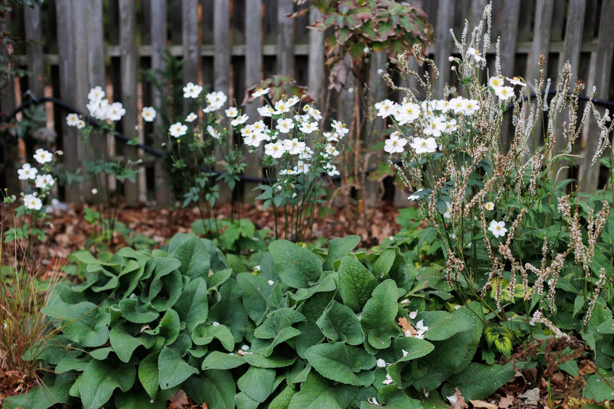 Stachys byzantina, Japanese anemone and persicaria in a textural border