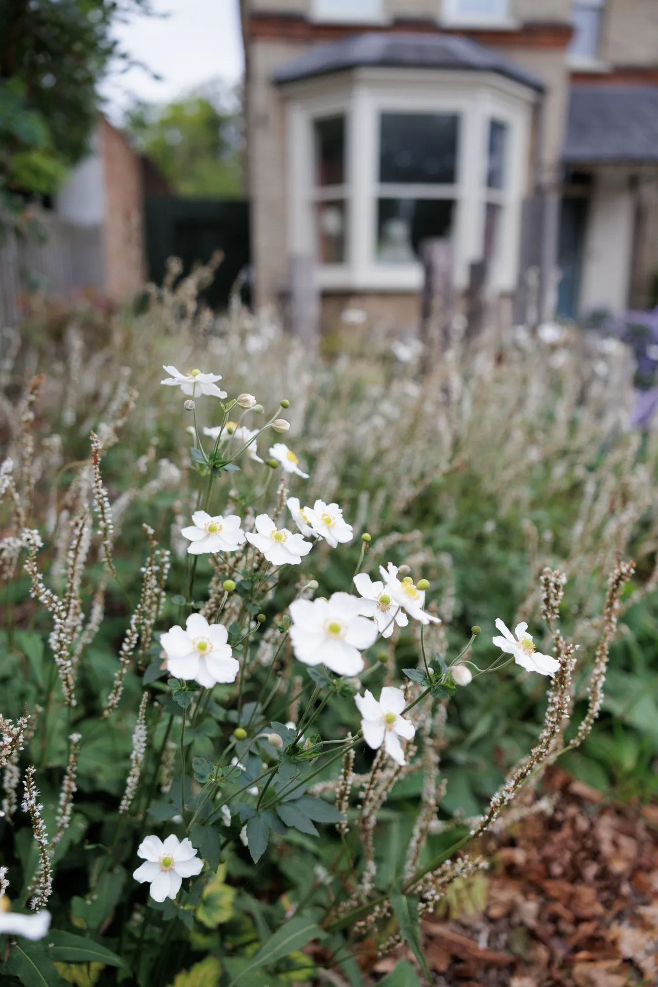 White Japanese anemone and persicaria in a front garden beneath a bay window